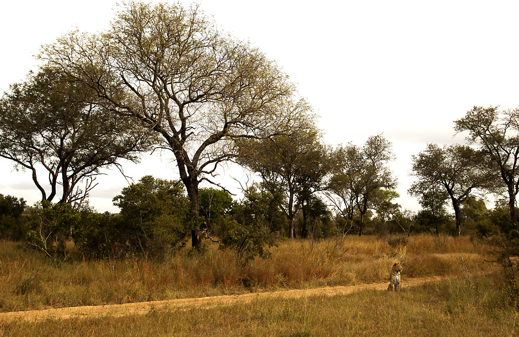 Sør-Afrika 2014 Nottens Bush camp