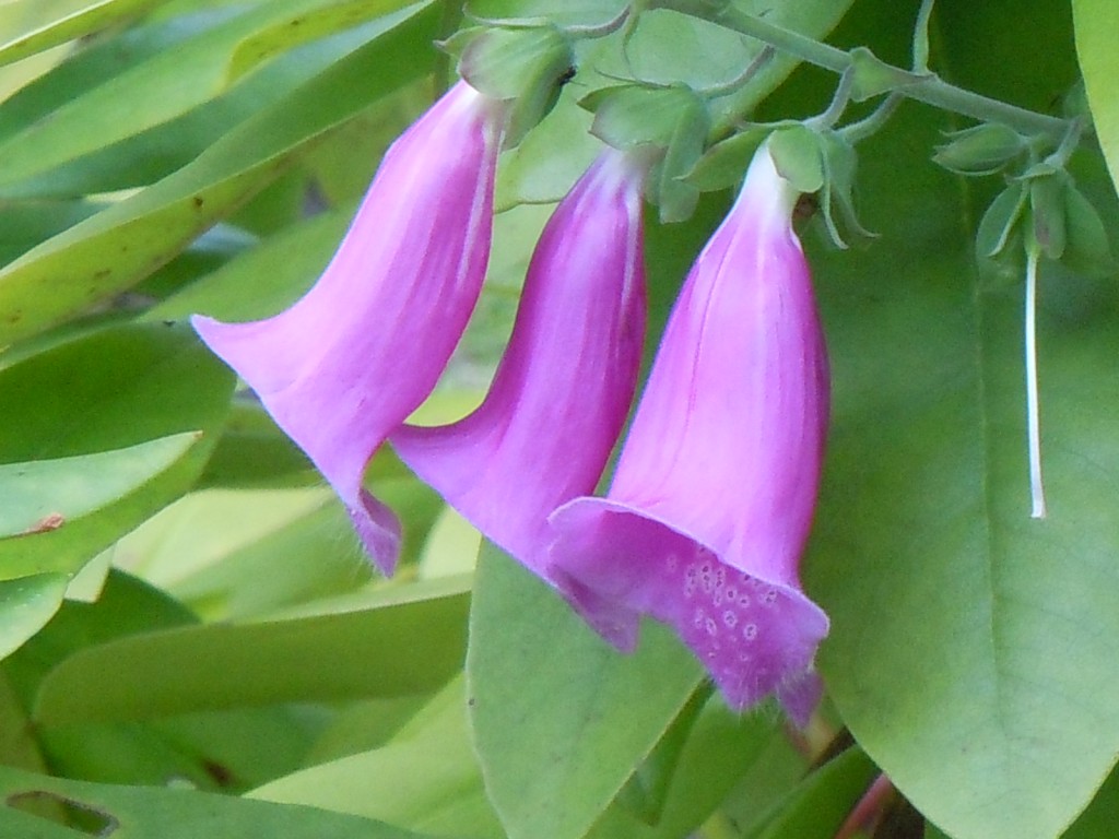 RSCN4732