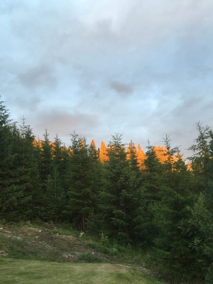 Gullskogen