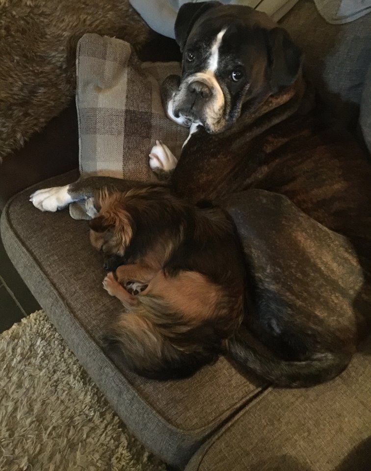 oskar og Nolly