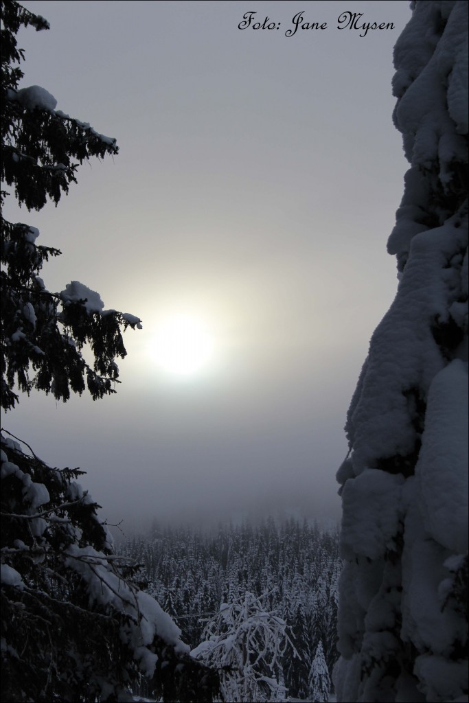 Og skogen ligger der, mystisk, kald og trolsk.