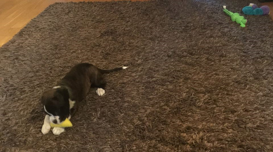 Nala
