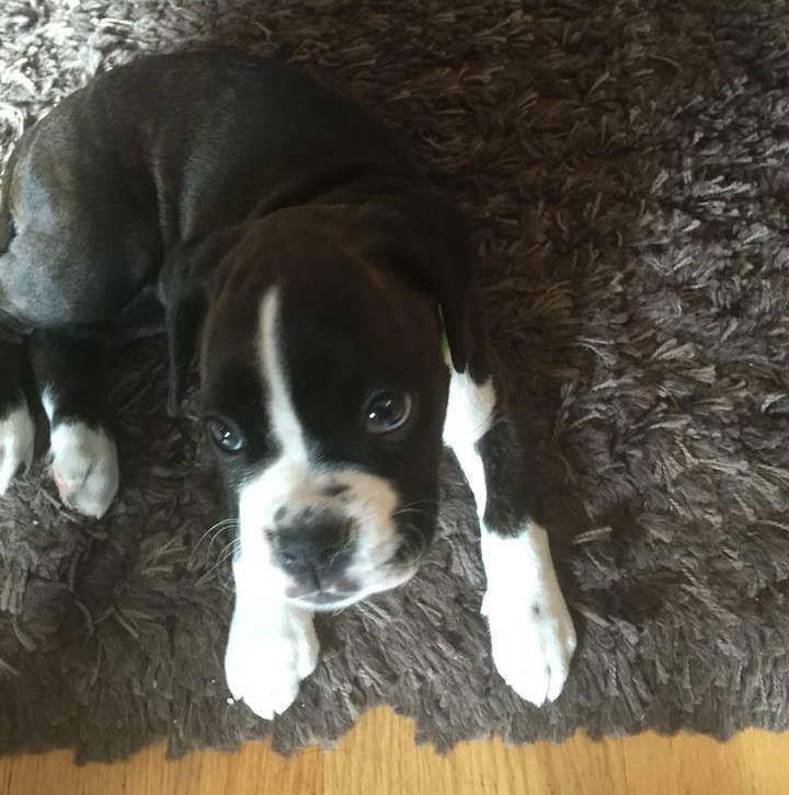 Nala
