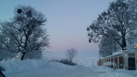 Misteltein i trærne vinter