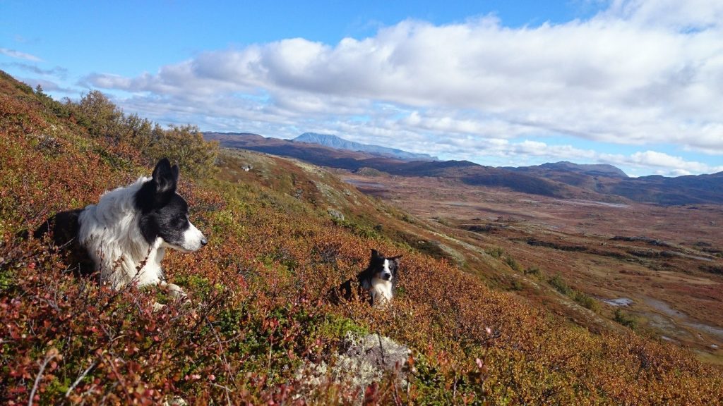 Hundene våre, Milo og Buddy, på «jobb» i fjellet.