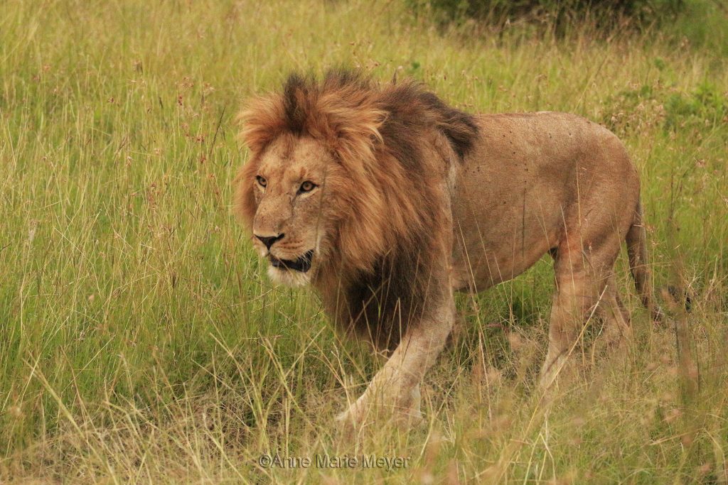 «Aslan»