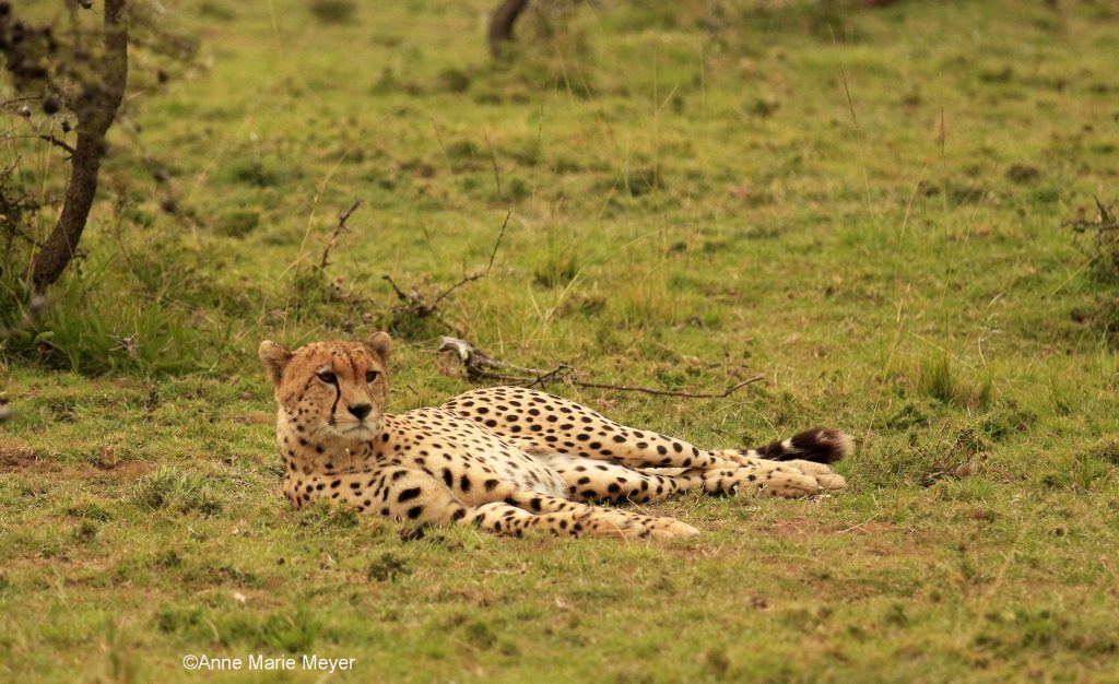 Gepard