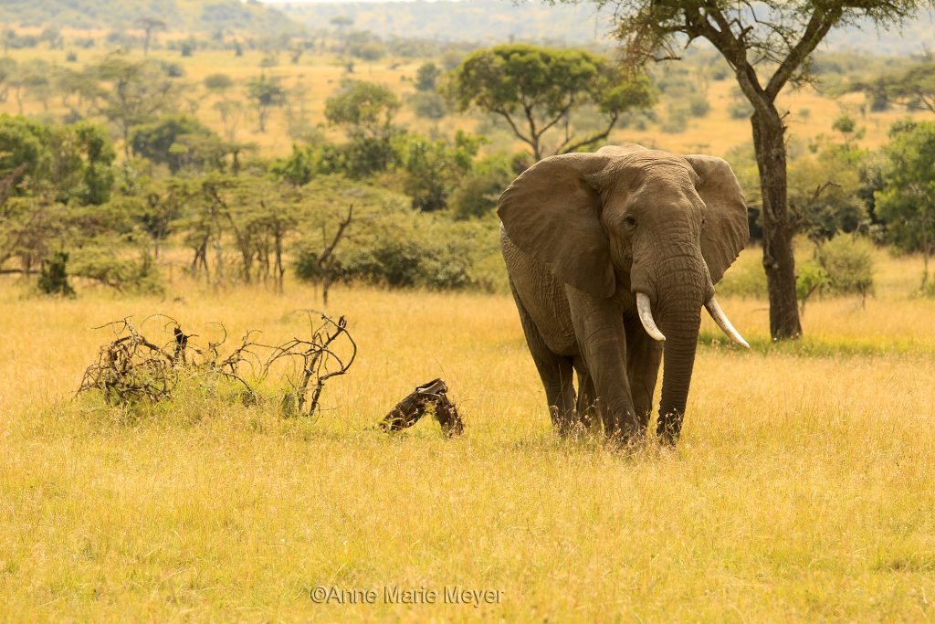 Majestetisk elefant