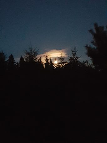 Trolsk stemning dypt inni skogen.