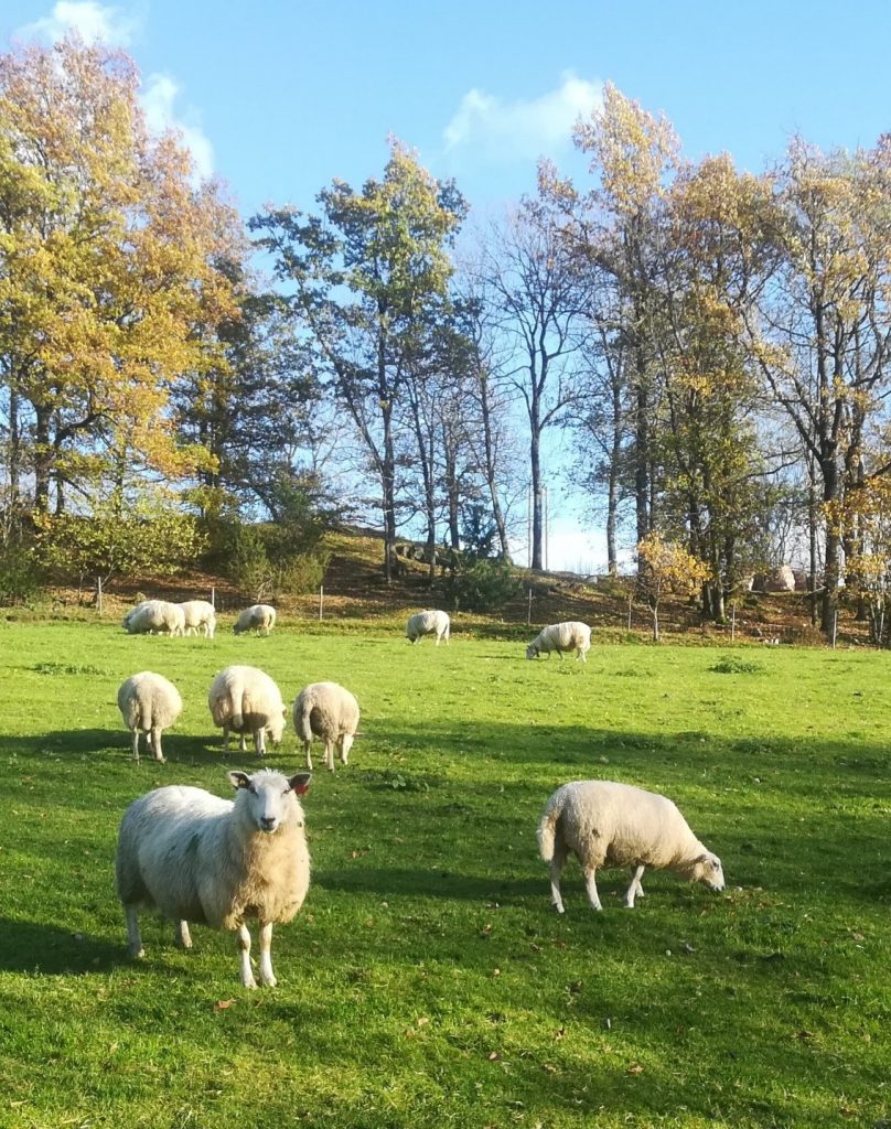 Høstvær